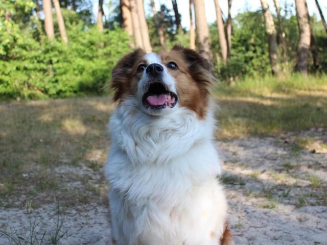 Mijn hond is dood!